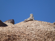 Joshua Tree National Park