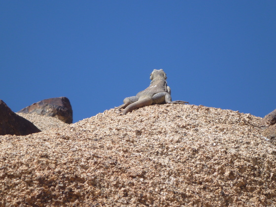Joshua Tree National Park