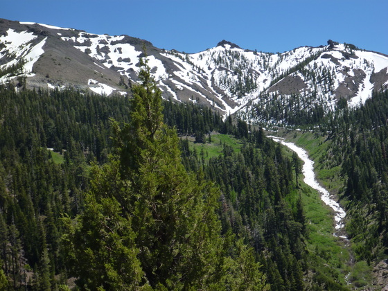 Stanislaus national forest