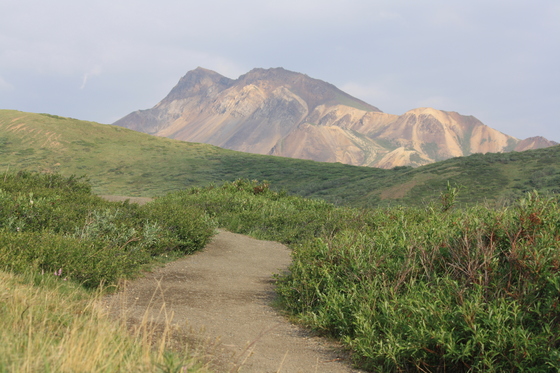 Denali National Park