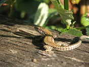 Lizard on fence in the sun