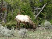 Yellowstone National Park