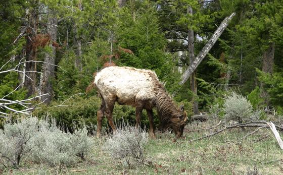 Yellowstone National Park