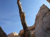 Joshua Tree National Park