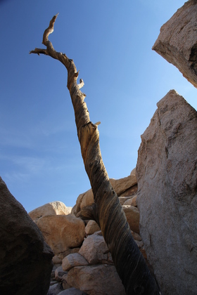 Joshua Tree National Park