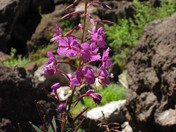 Newberry National Volcanic Monument - Deschutes NF