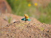 Wichita Mountains Wildlife Refuge
