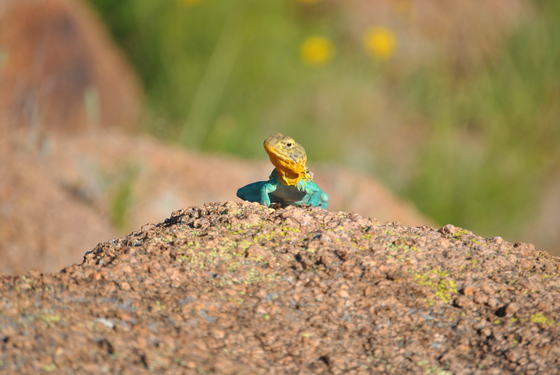 Wichita Mountains Wildlife Refuge