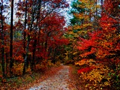 Ouichita National Forest