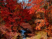 Ouachita National Forest