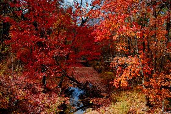 Ouachita National Forest