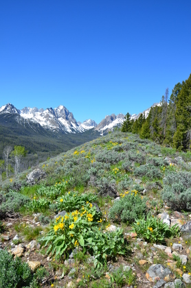Sawtooth National Forest