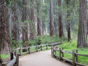 Sequoia and Kings Canyon National Park