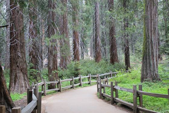Sequoia and Kings Canyon National Park