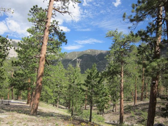 Spring Mountains National Recreation Area