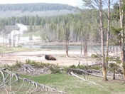 Yellowstone National Park