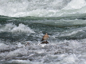 Yellowstone
