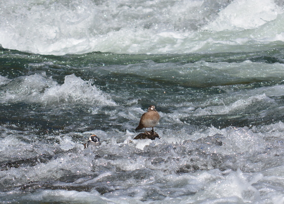 Yellowstone