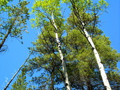 Olive Ridge Campground - Roosevelt National Forest