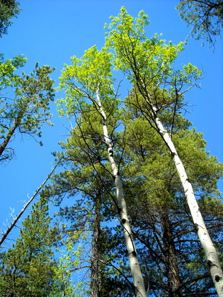 Olive Ridge Campground - Roosevelt National Forest