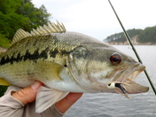Ouachita National Forest