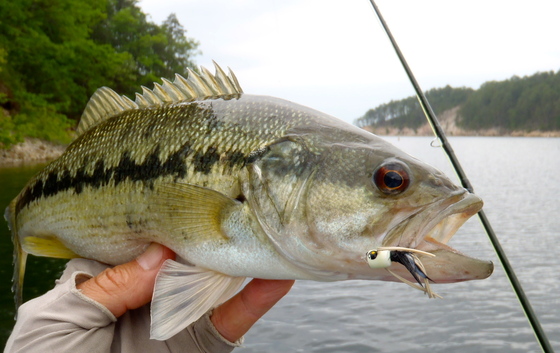 Ouachita National Forest