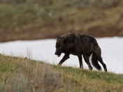 Yellowstone National Park