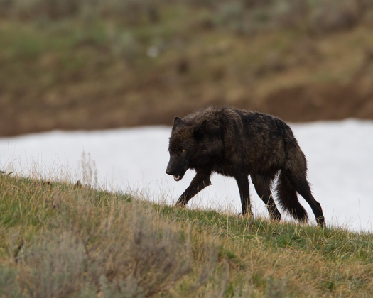 Yellowstone National Park