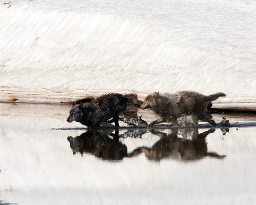Yellowstone National Park