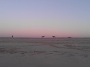 Asseteague Island
