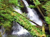 Olympic National Park