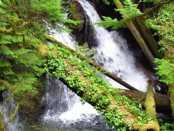 Olympic National Park