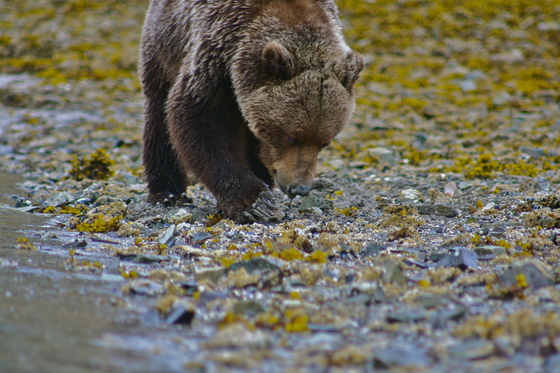 Katmai National Park