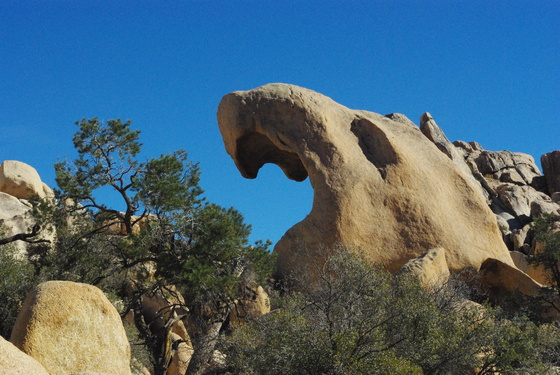 Joshua Tree National Park
