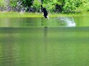 Sequoia / Human Lake
