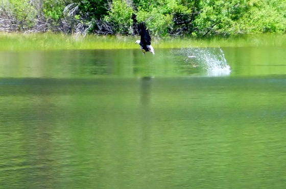 Sequoia / Human Lake