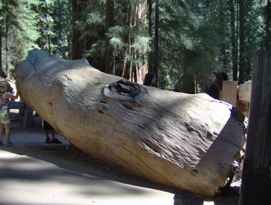 sequoia national park