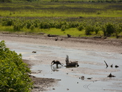Blackwater National Wildlife Refuge