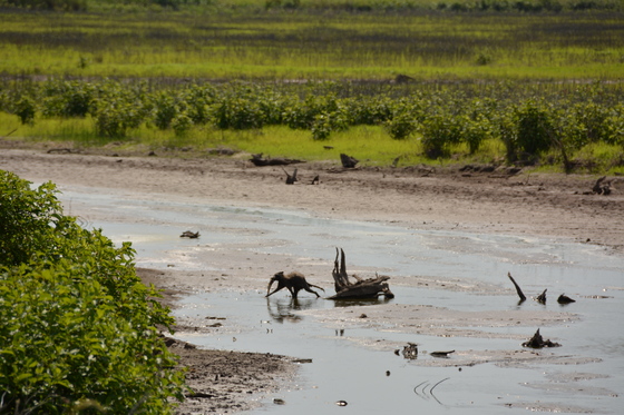 Blackwater National Wildlife Refuge
