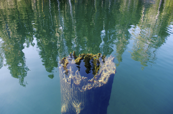 Sawmill Lake