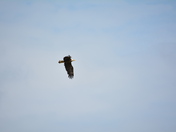 Blackwater National Wildlife Refuge