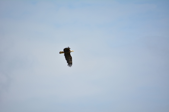 Blackwater National Wildlife Refuge