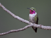 Apache-Sitgreaves National Forests - Woods Canyon Lake