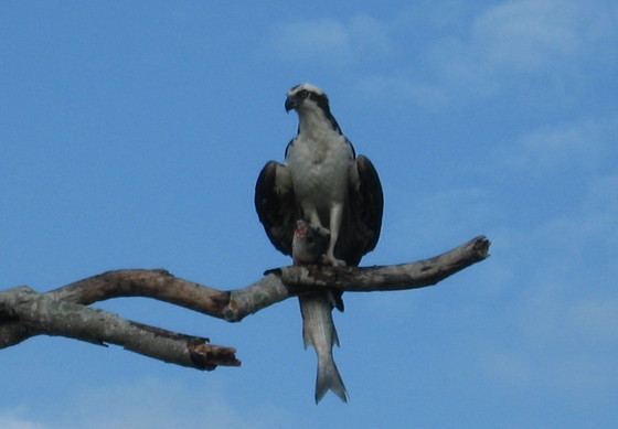Everglades National Park, Florida