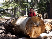yosemite national forest