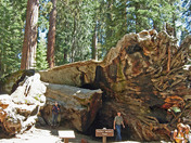 Yosemite National Park