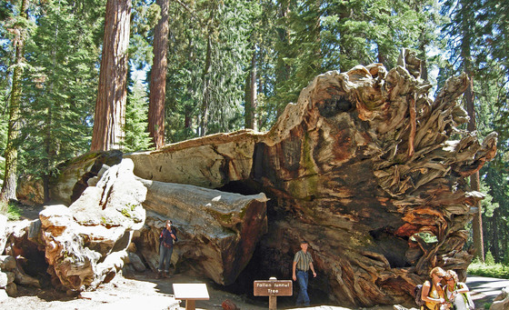 Yosemite National Park