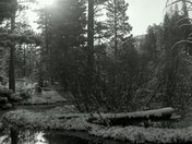Humboldt-Toiyabe National Forest