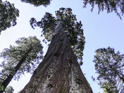 Stanislaus National Forest