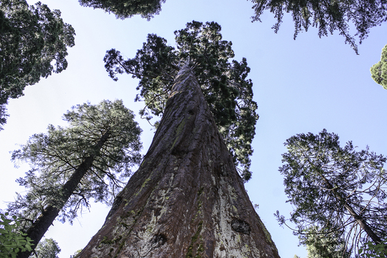 Stanislaus National Forest